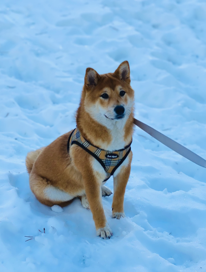 Roku Fox, a Shiba Inu, resting his chin on the couch